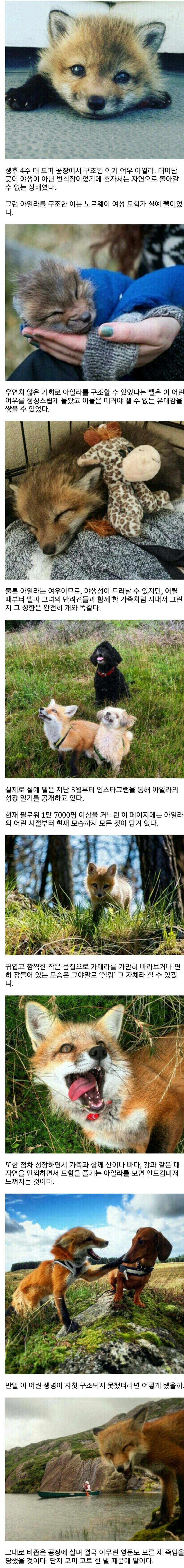 모피 공장에서 구조된 새끼여우