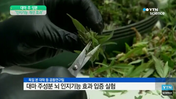 외국에서 한 대마 실험3.jpg