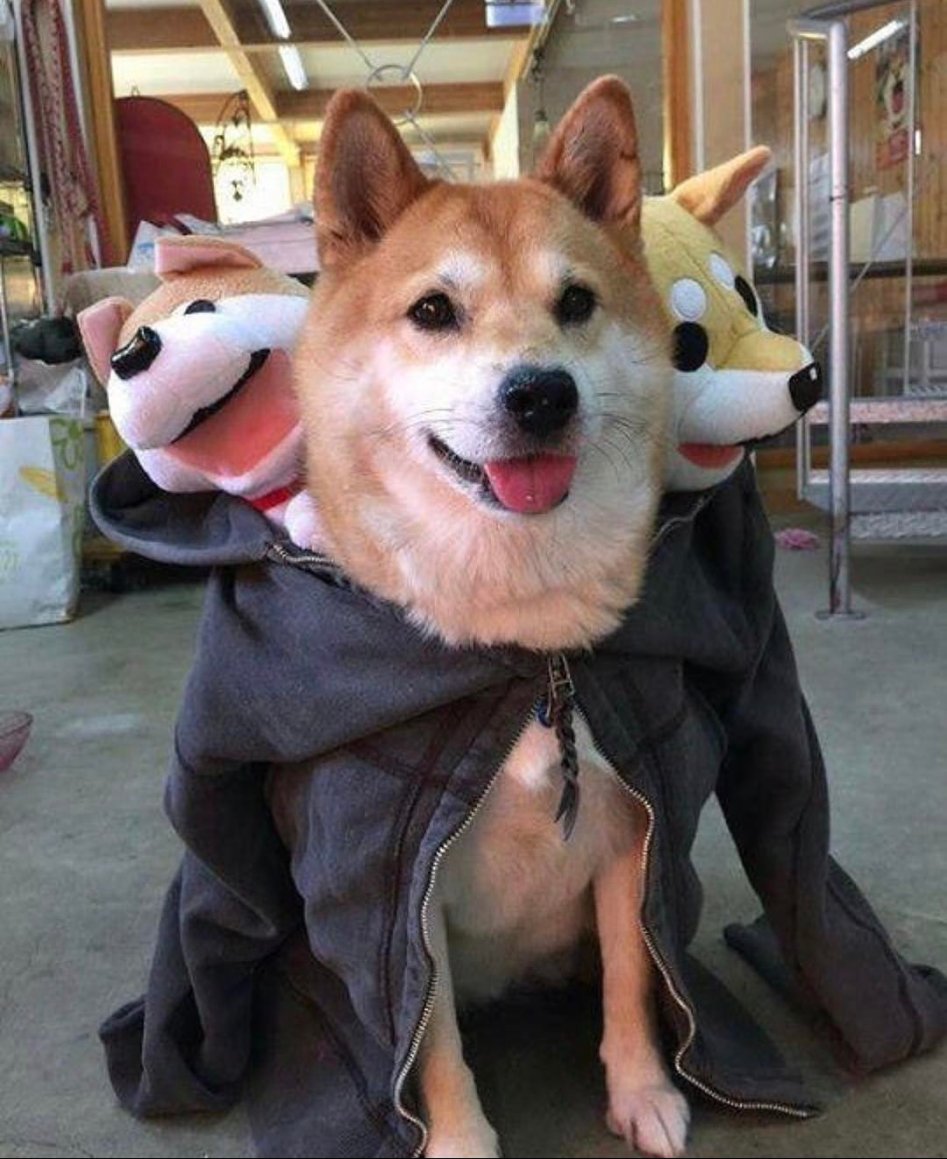 thedailyshibainu.jpg