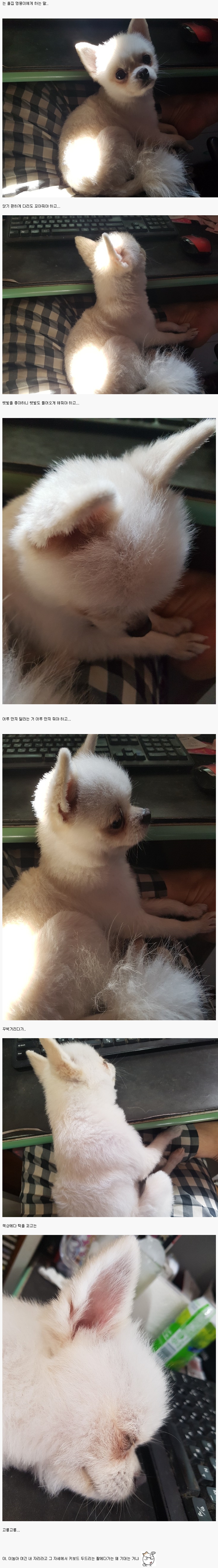 봉봉이.jpg