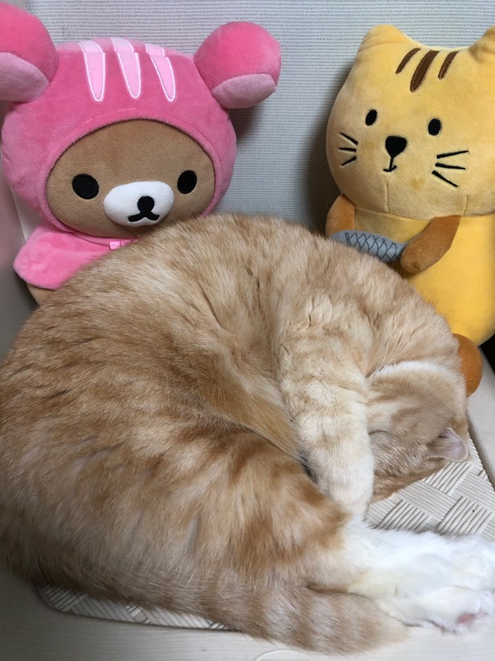 KakaoTalk_20181124_225824209.jpg