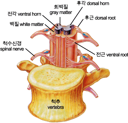 척수분절.gif