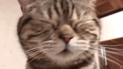 cmt/25/02/10/194efe2a80b599c0e.gif