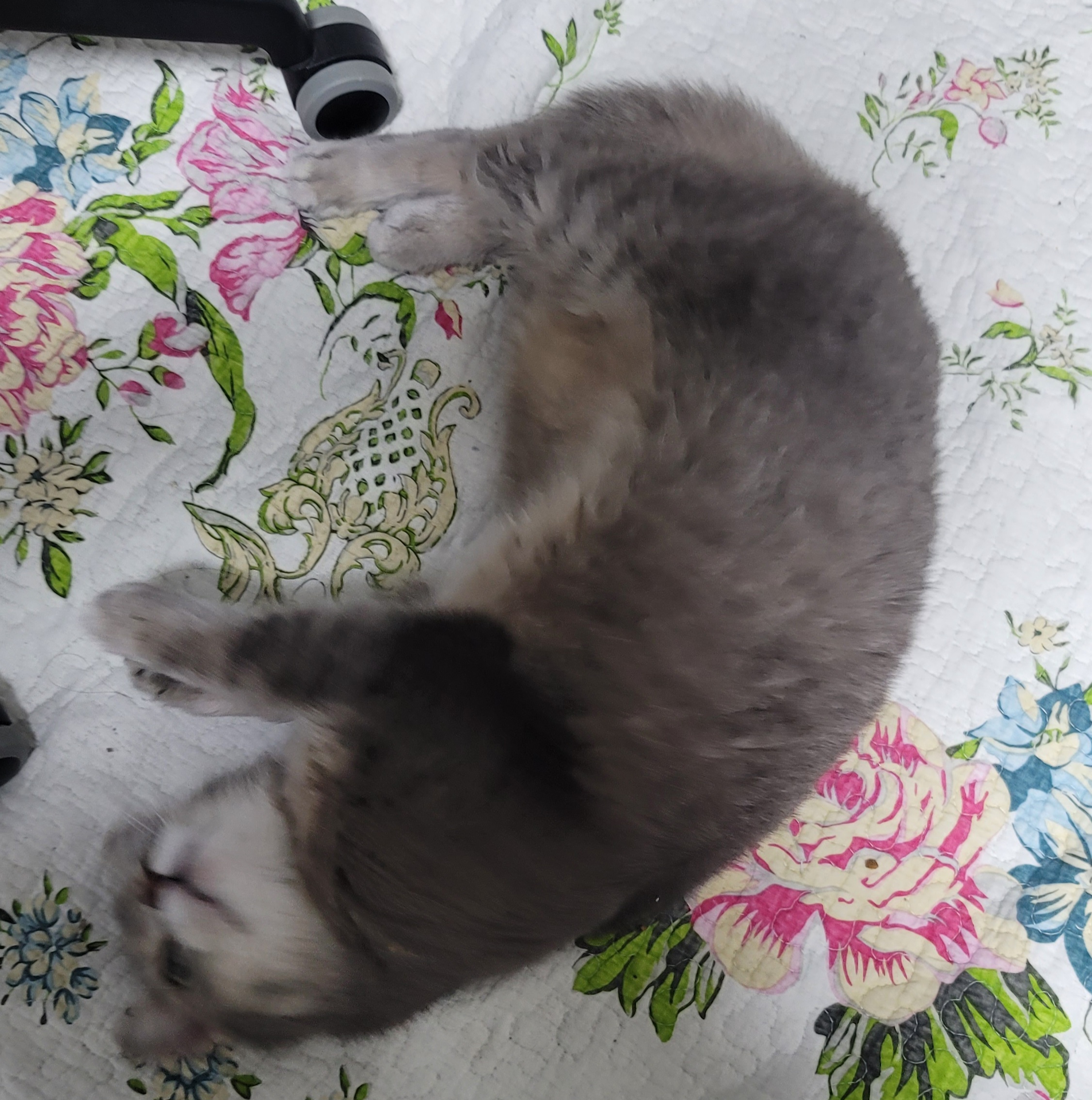 나 고양이 키우는 사람으로써 현타 제대로 왔음