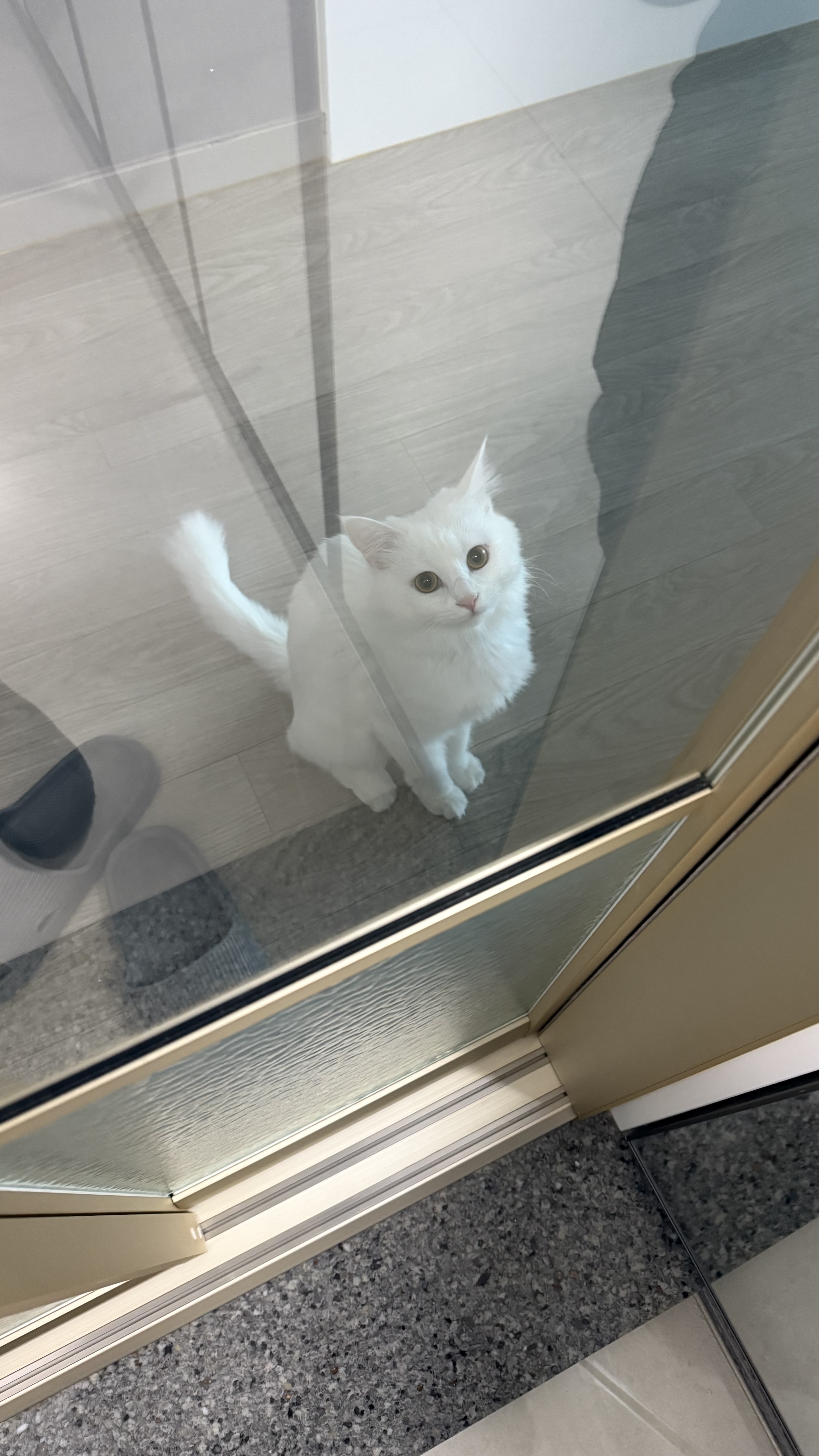 나 고양이 키우는 사람으로써 현타 제대로 왔음