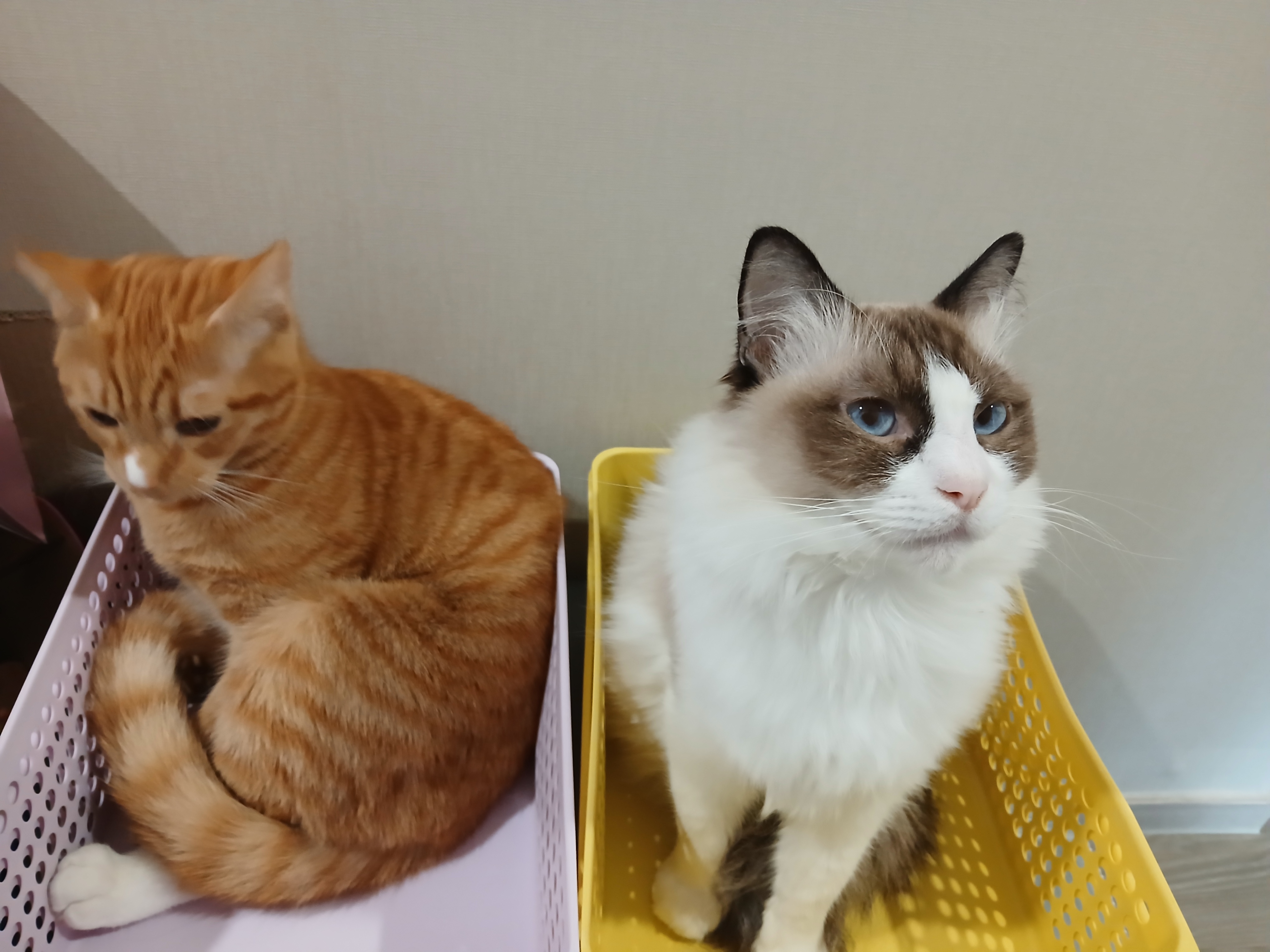 안락사 대상 유기견 입양png