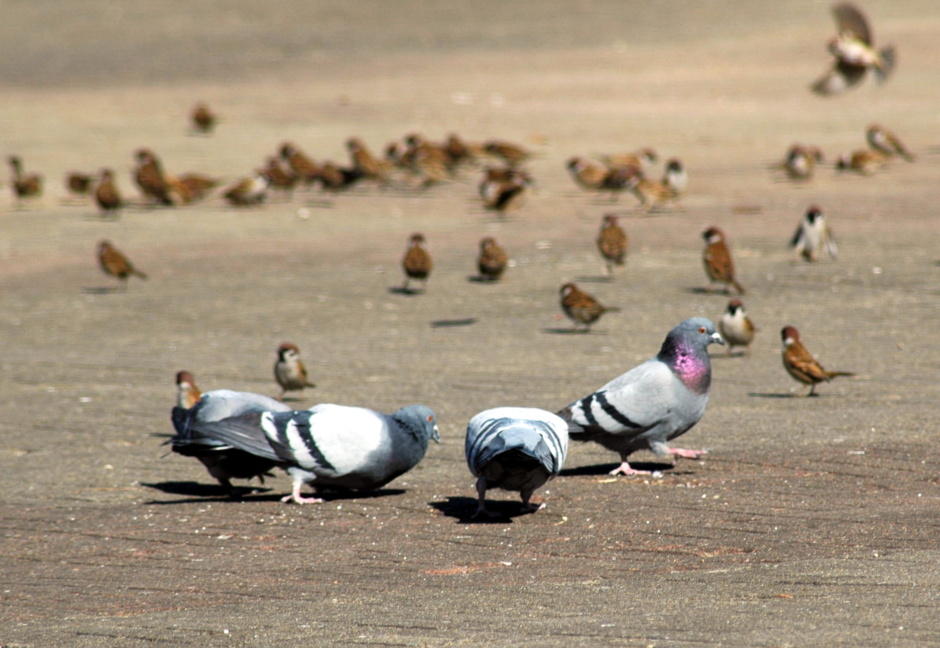 비둘기의 새끼.JPG_4.jpg