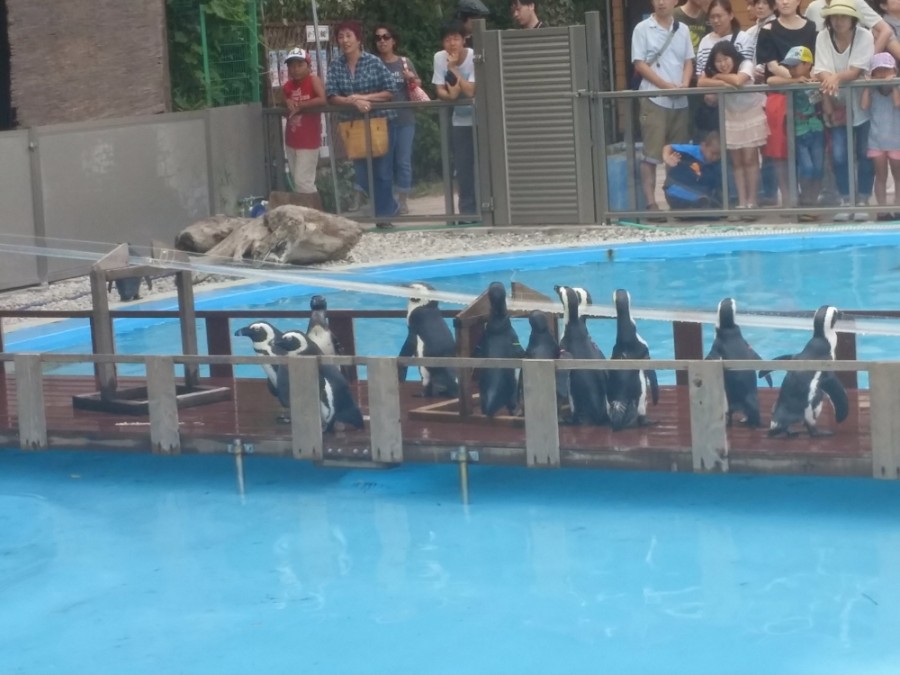 러브라이브! 선샤인! 시즈오카현 누마즈 성지순례(스압)_90.jpg