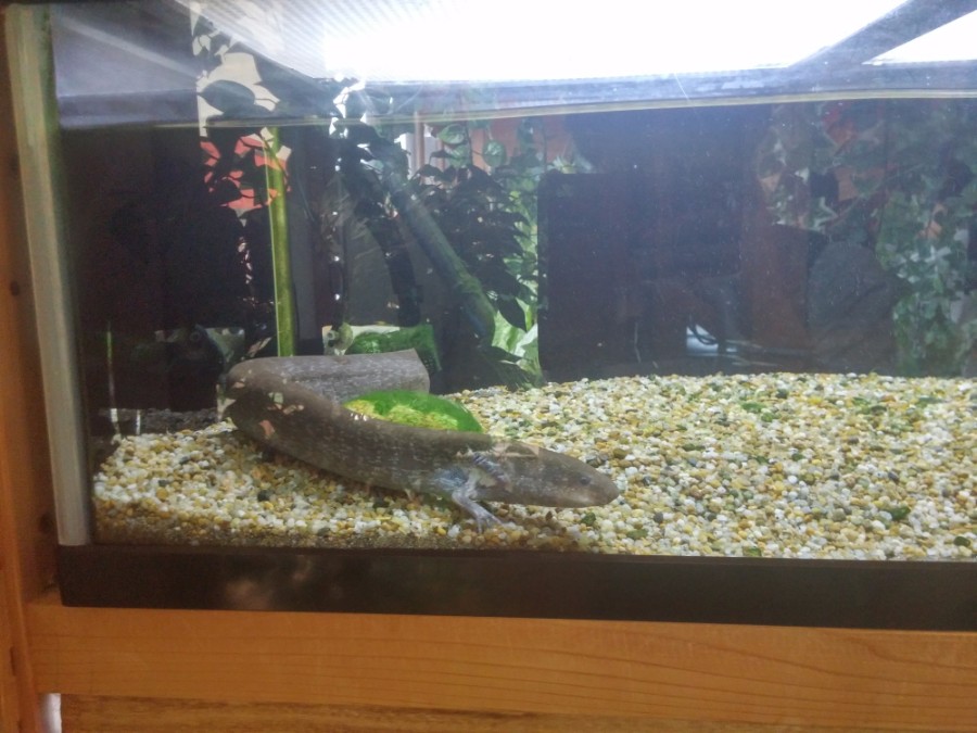 러브라이브! 선샤인! 시즈오카현 누마즈 성지순례(스압)_92.jpg