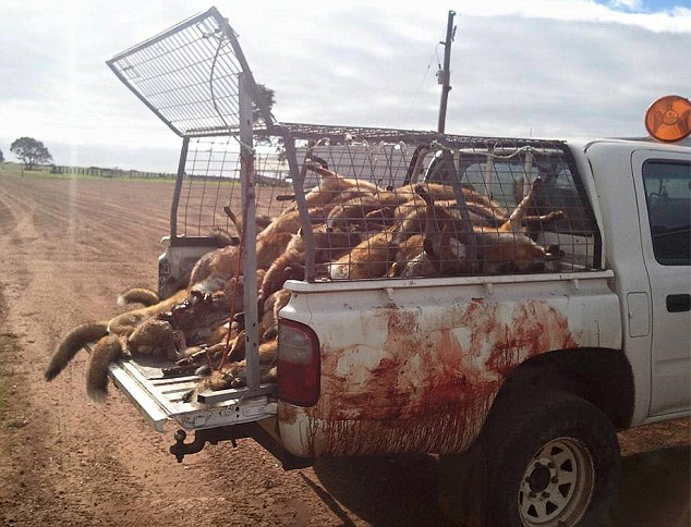 호주의 여우 사냥.jpg_2.jpg