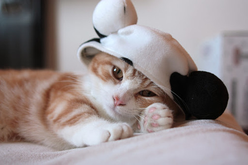 먼치킨 냥이4.jpg