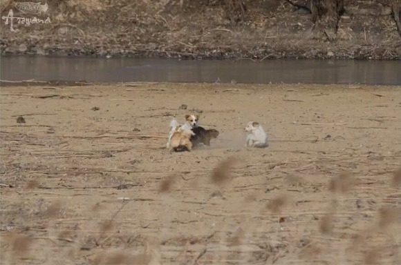 반도 유기견들의 일상.jpg_2.jpg