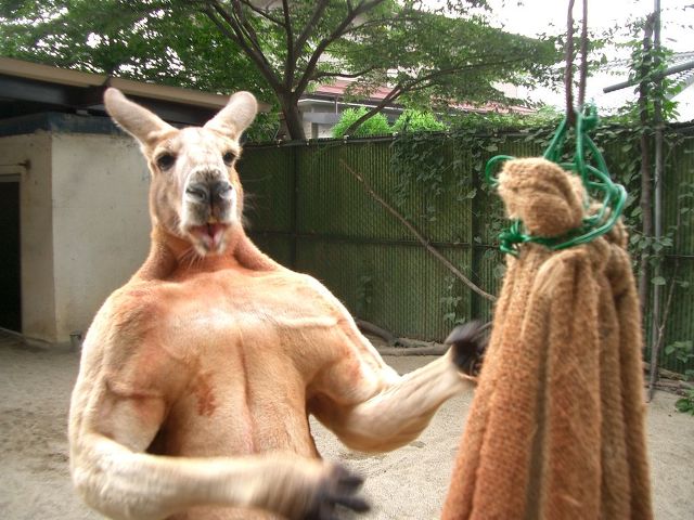 인간은 맨몸으로 붉은 캥거루를 이길수 있을까?_3.jpeg