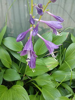 250px-Hosta_longipes.jpg