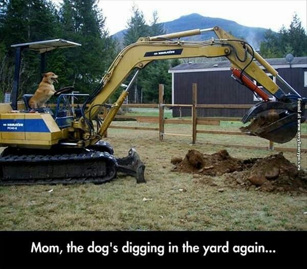 엄마! 멍뭉이가 또 구멍파!_1.jpg