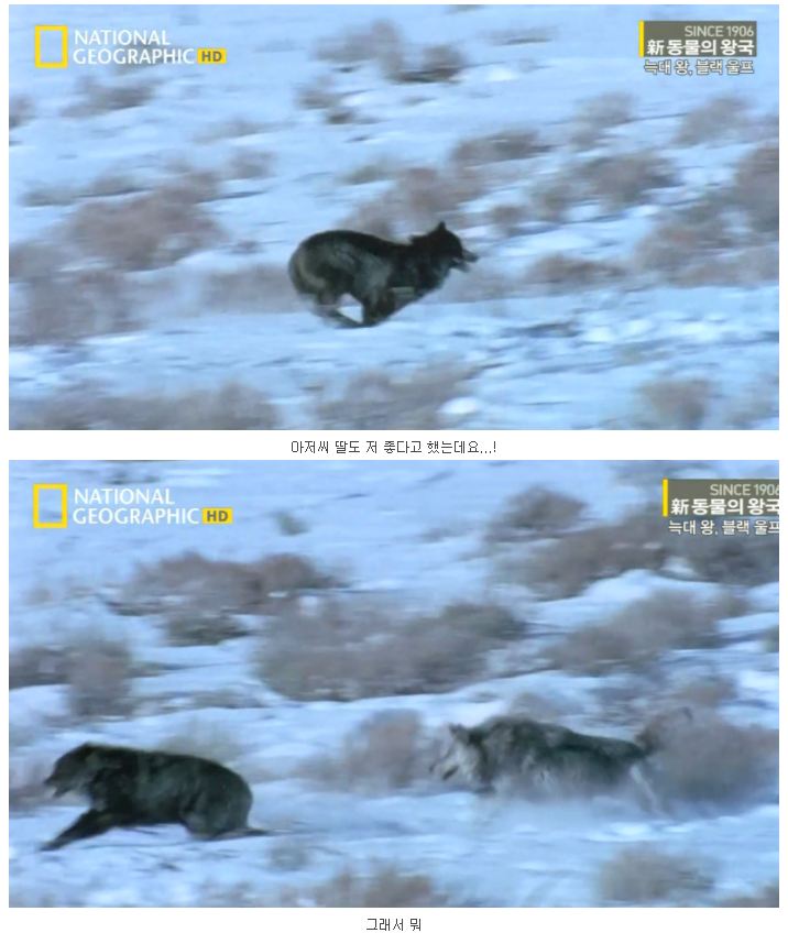 검은 늑대.jpg_6.jpg