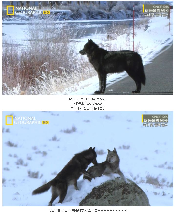 검은 늑대.jpg_11.jpg