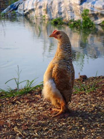 루리웹의 문인들_1.jpg