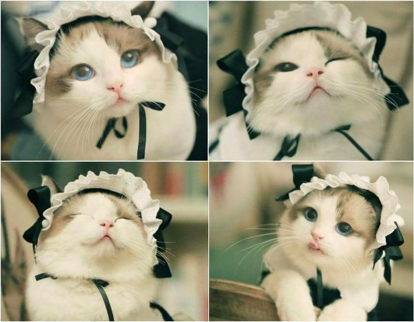 고양이 메이드_1.jpg