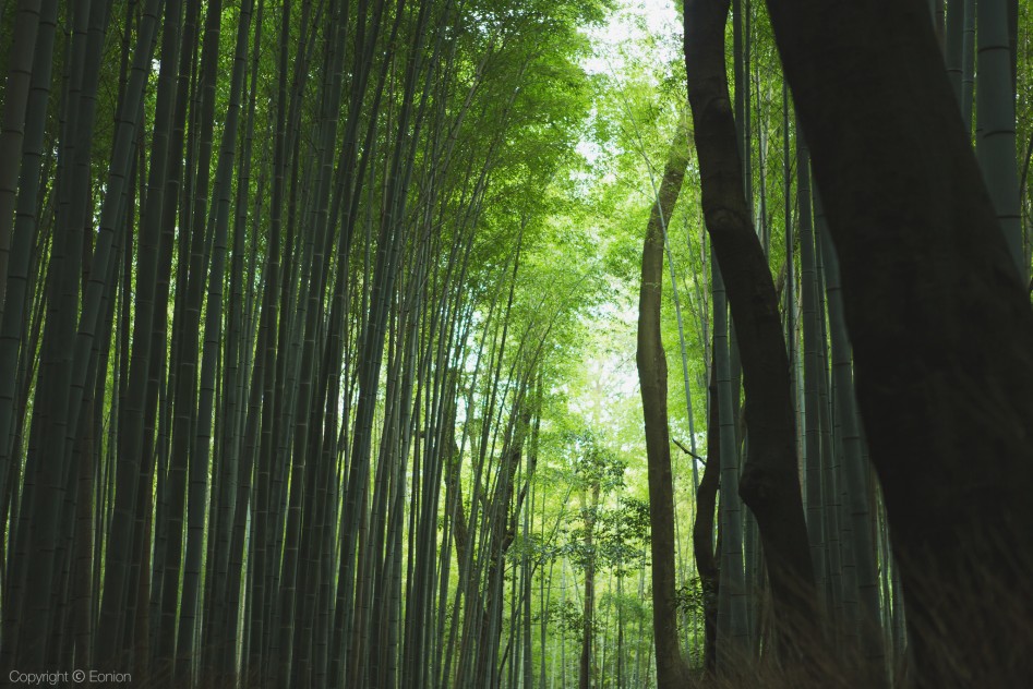 보름간의 일본 사진 15장_4.jpg