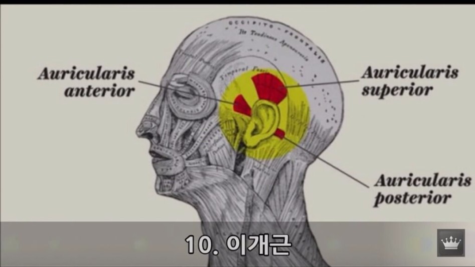 인류의 몸에 남은 10가지 진화의 흔적들28.jpg