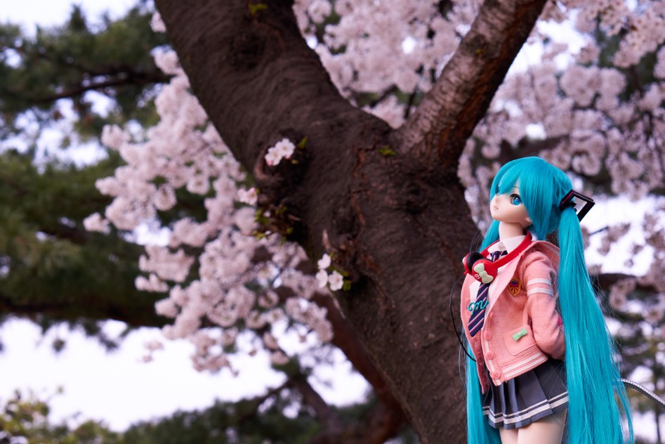 미쿠와 벚꽃 출사_6.jpg