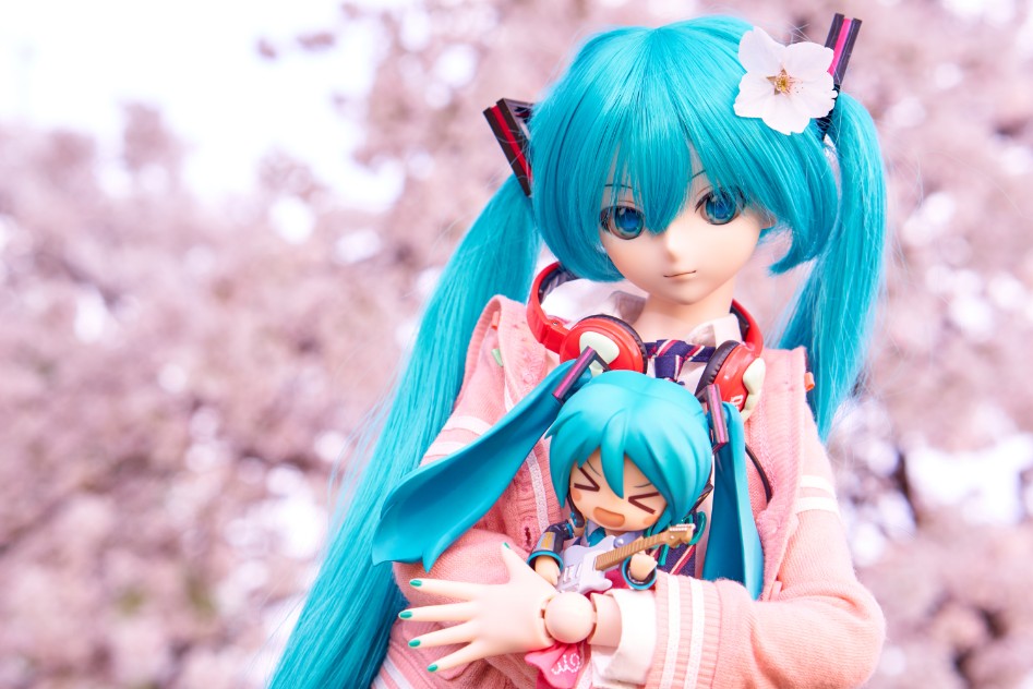 미쿠와 벚꽃 출사_9.jpg