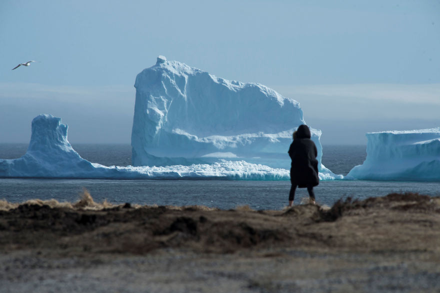 캐나다 어촌마을 해안에 떠내려온 거대 빙산4.jpg