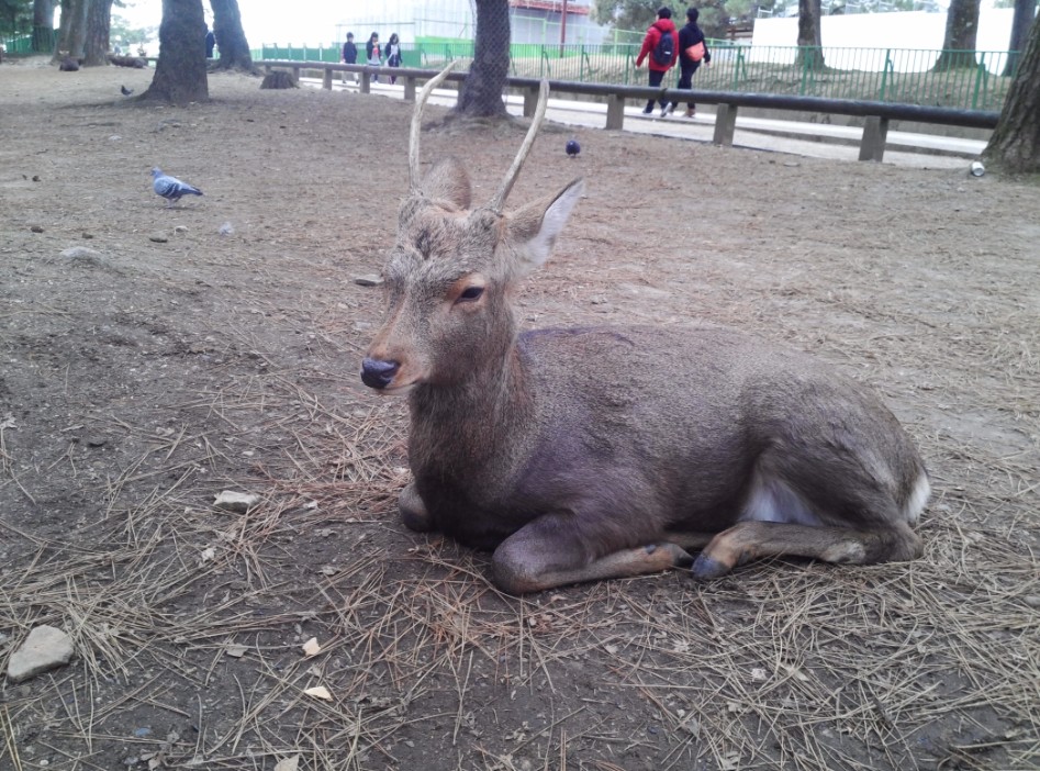 연말연초에 또 애인보러 간뒷북 일본여행이야기 스압 일본설날-오사카-나라 PART3_31.jpg