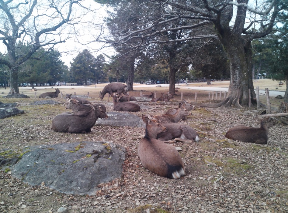 연말연초에 또 애인보러 간뒷북 일본여행이야기 스압 일본설날-오사카-나라 PART3_36.jpg