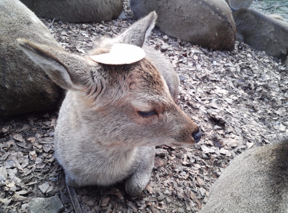 연말연초에 또 애인보러 간뒷북 일본여행이야기 스압 일본설날-오사카-나라 PART3_60.jpg