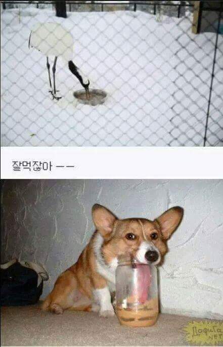 두루미와 여우 동화가 구라인 이유._1.jpg
