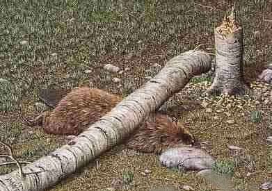 나무 갉는 비버_2.jpg