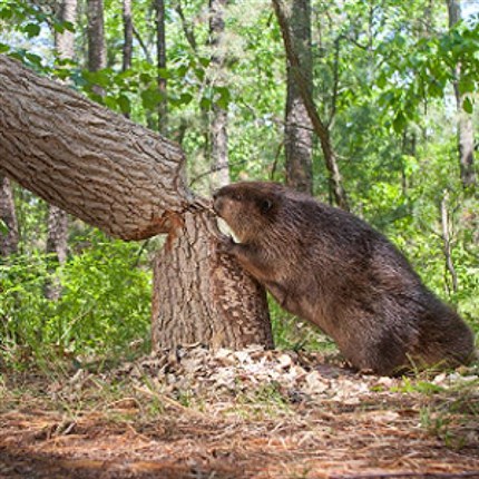 나무 갉는 비버_1.jpg