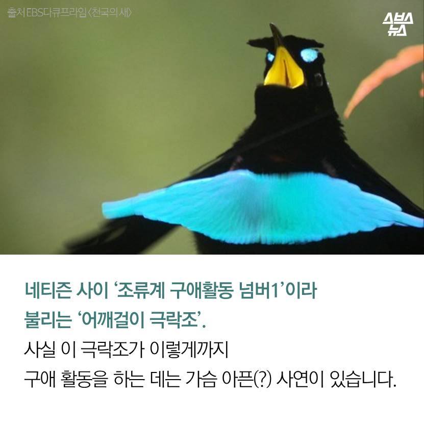 특이한 극락조.7.jpg