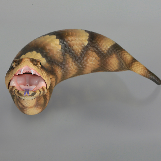 tsuchinoko_07.jpg