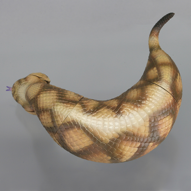 tsuchinoko_08.jpg