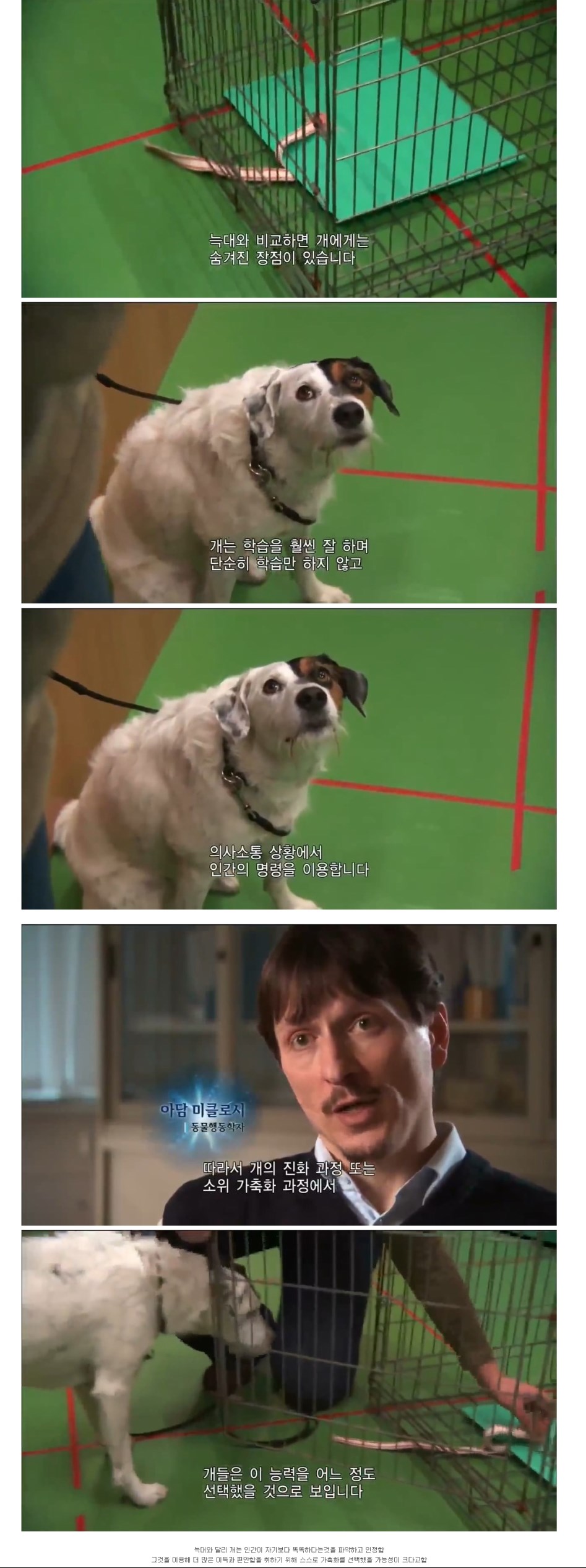 개와 늑대의 차이점 . jpg_6.jpg