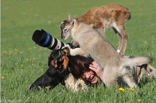 어떤 동물 사진작가의 친화력._14.jpg