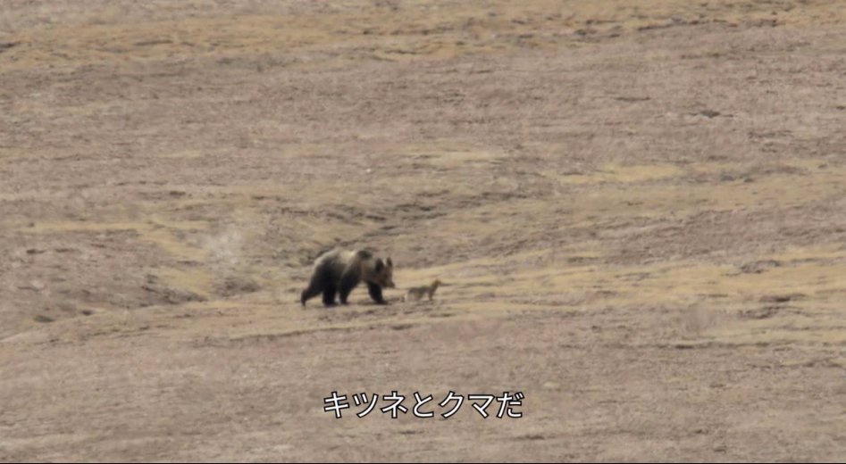 티벳여우가 사냥하는 법.jpg_2.jpg