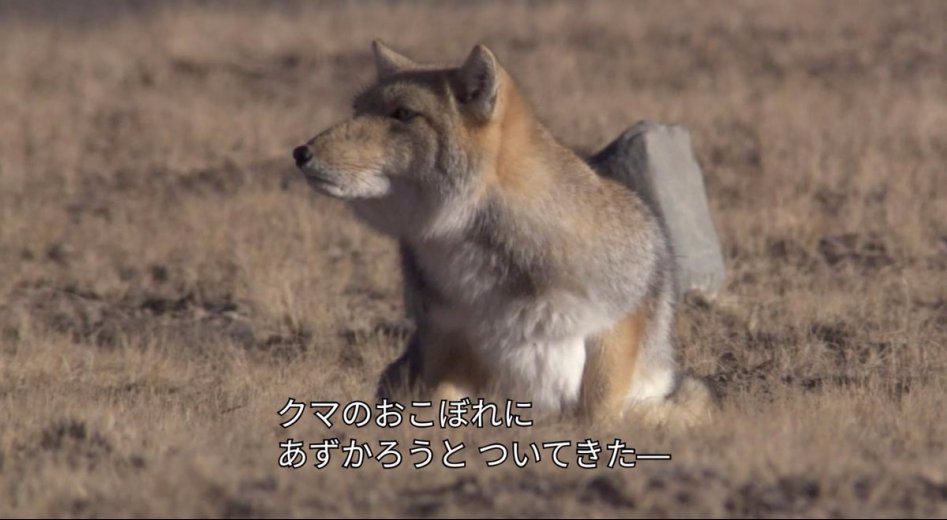 티벳여우가 사냥하는 법.jpg_3.jpg