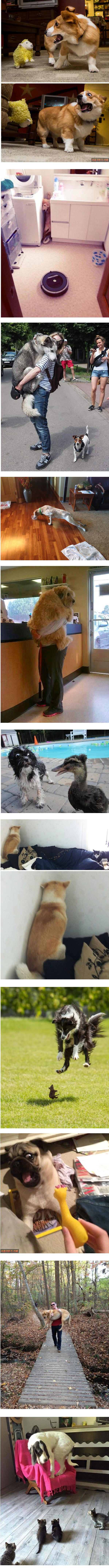 댕댕이를 키워야하는 이유.jpg_1.png