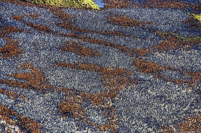 펭귄500만 마리._3.jpg