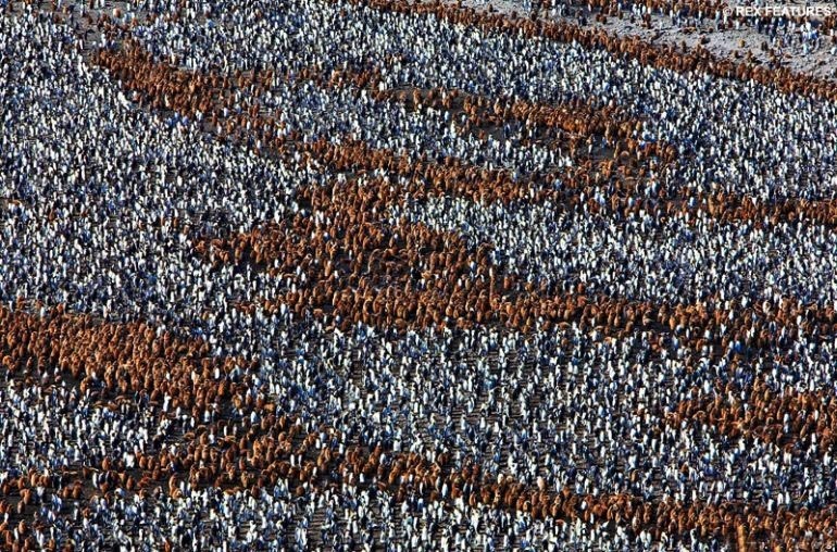 펭귄500만 마리._2.jpg