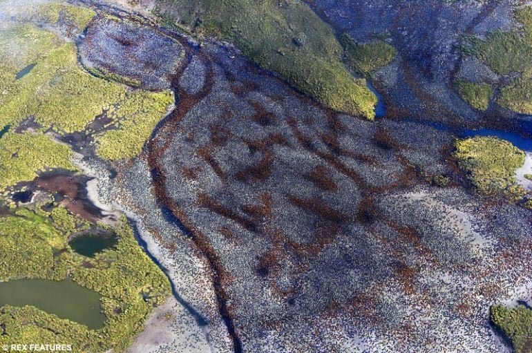 펭귄500만 마리._4.jpg