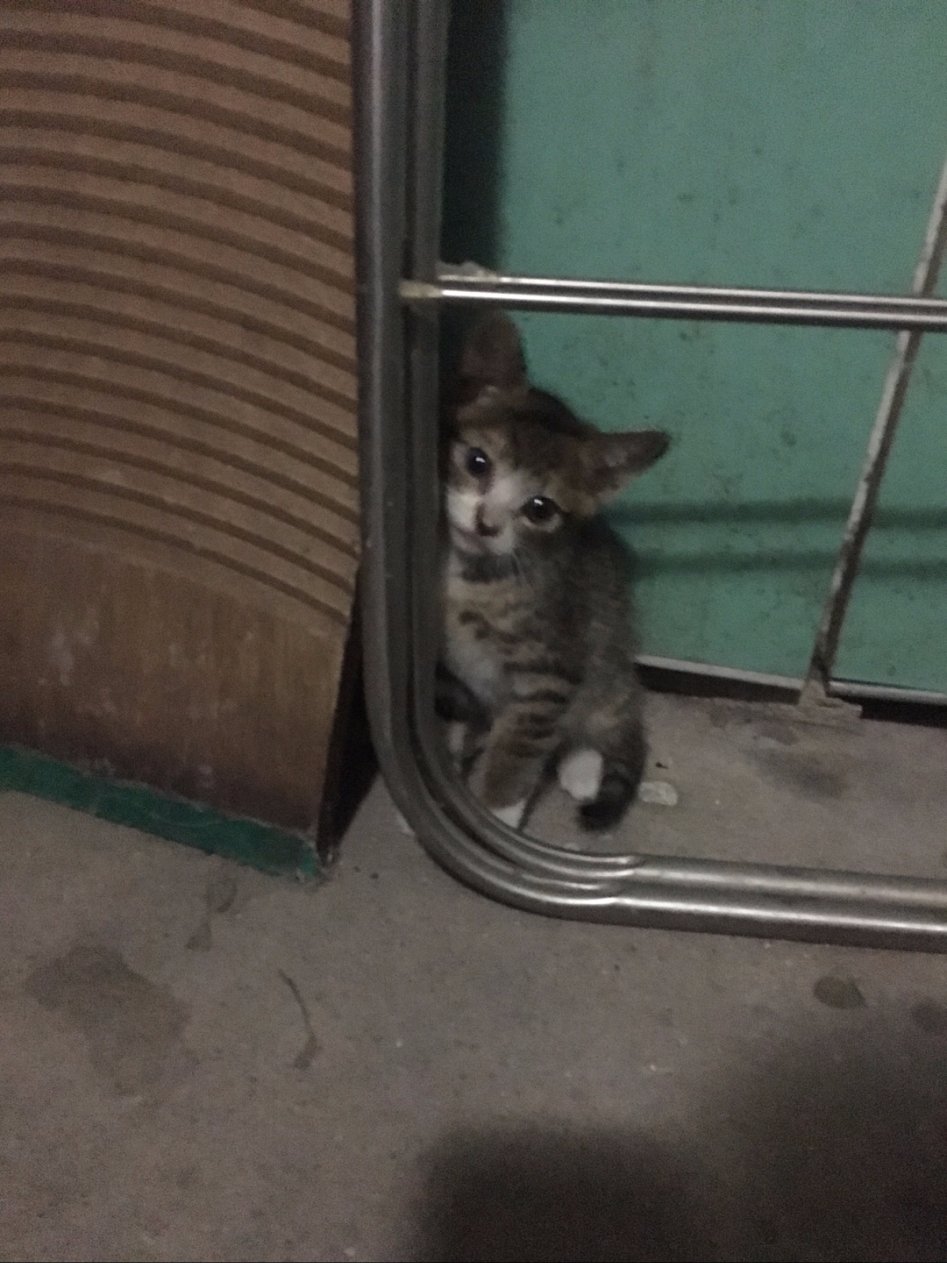 [분양] 아기 고양이 6마리 분양합니다. (고등어3, 흰+고등어3)_2.jpg