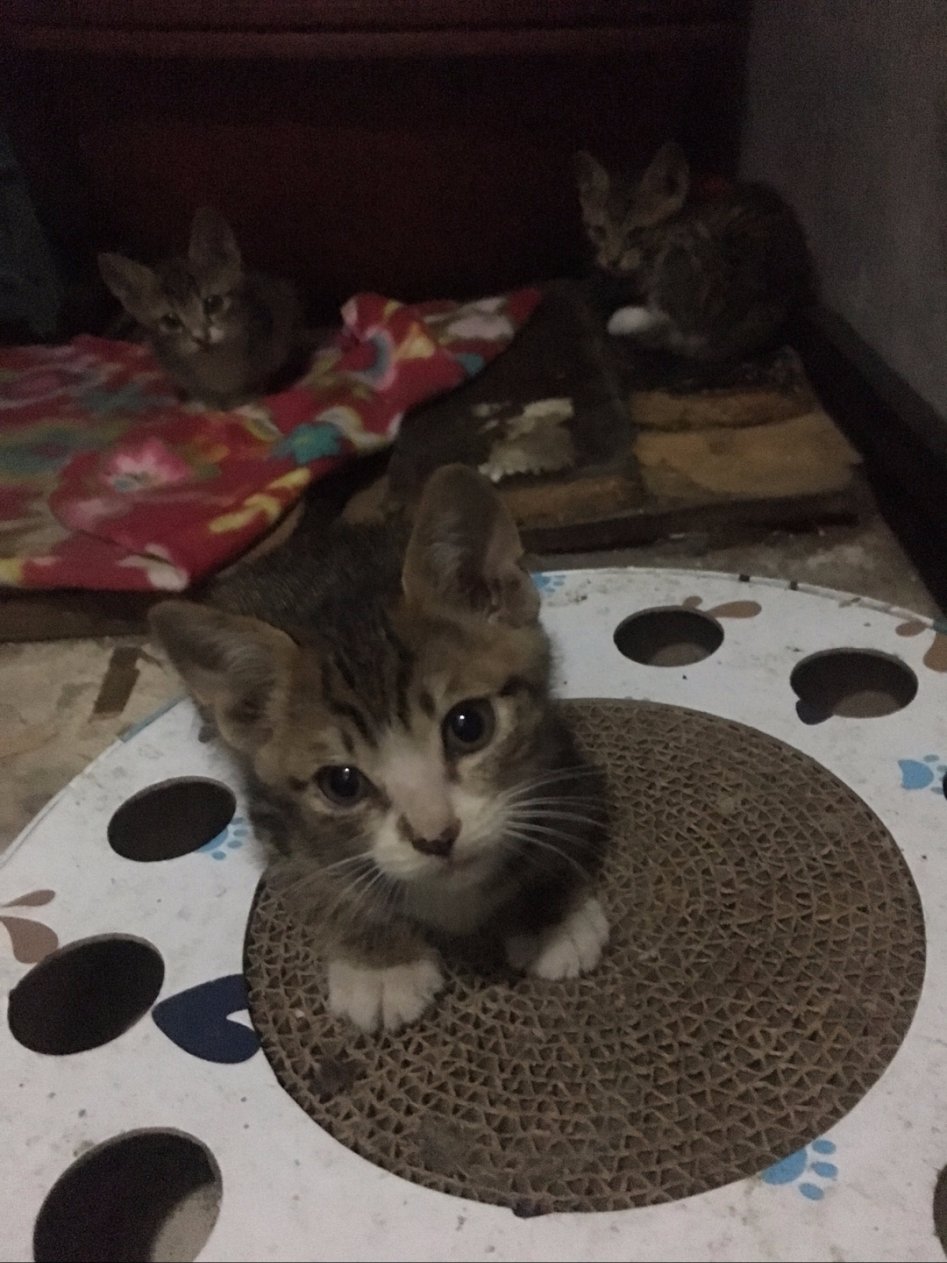 [분양] 아기 고양이 6마리 분양합니다. (고등어3, 흰+고등어3)_4.jpg