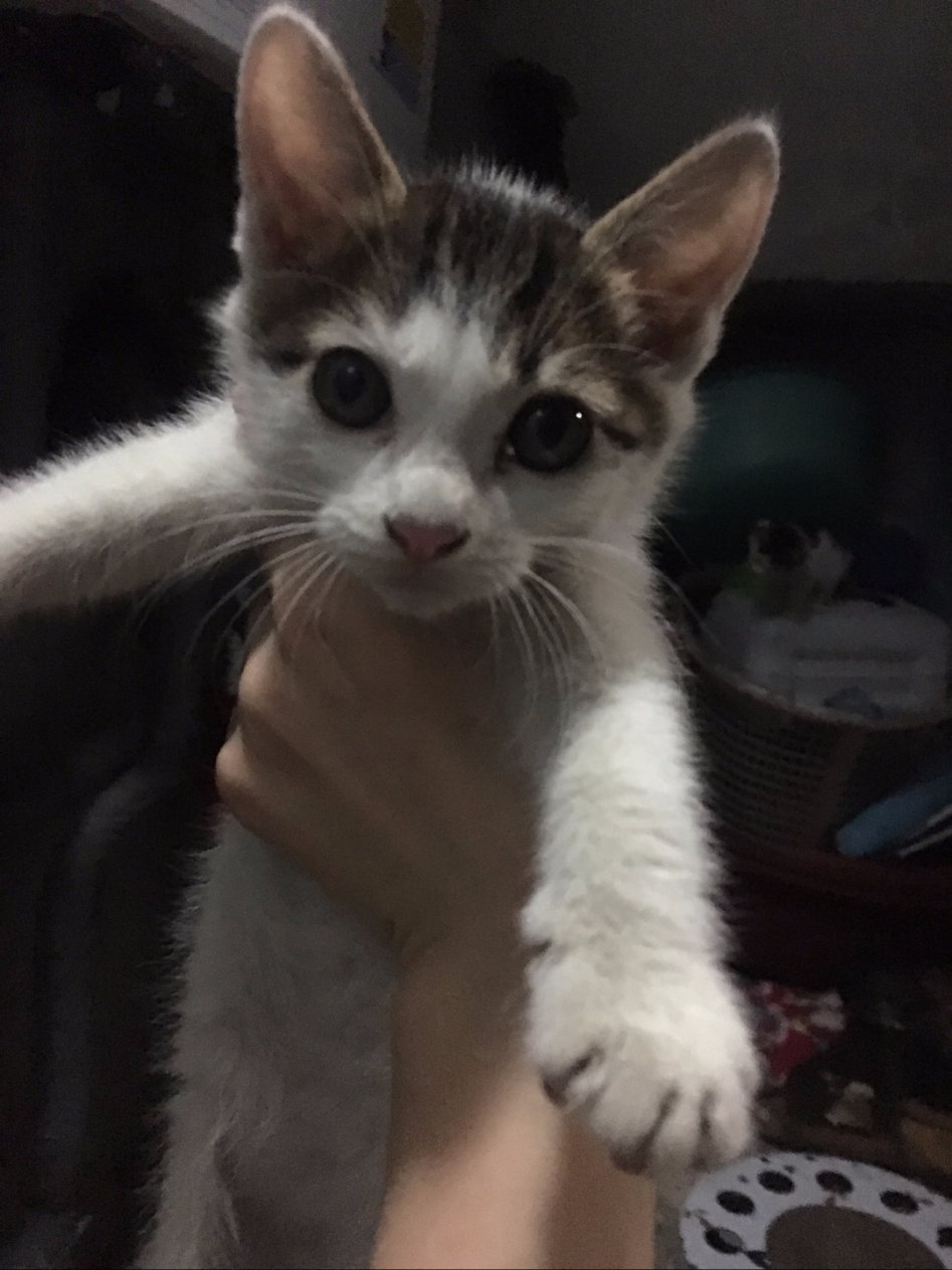 [분양] 아기 고양이 6마리 분양합니다. (고등어3, 흰+고등어3)_7.jpg
