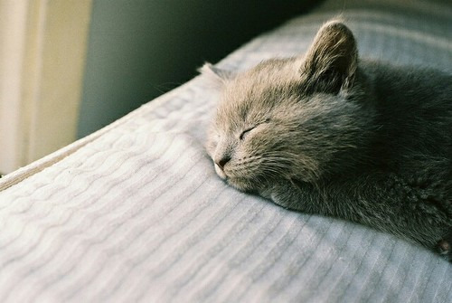 냥이웹 베스트 치트키 도전한다.jpgif_5.jpg