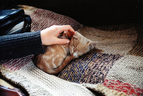 냥이웹 베스트 치트키 도전한다.jpgif_7.jpg